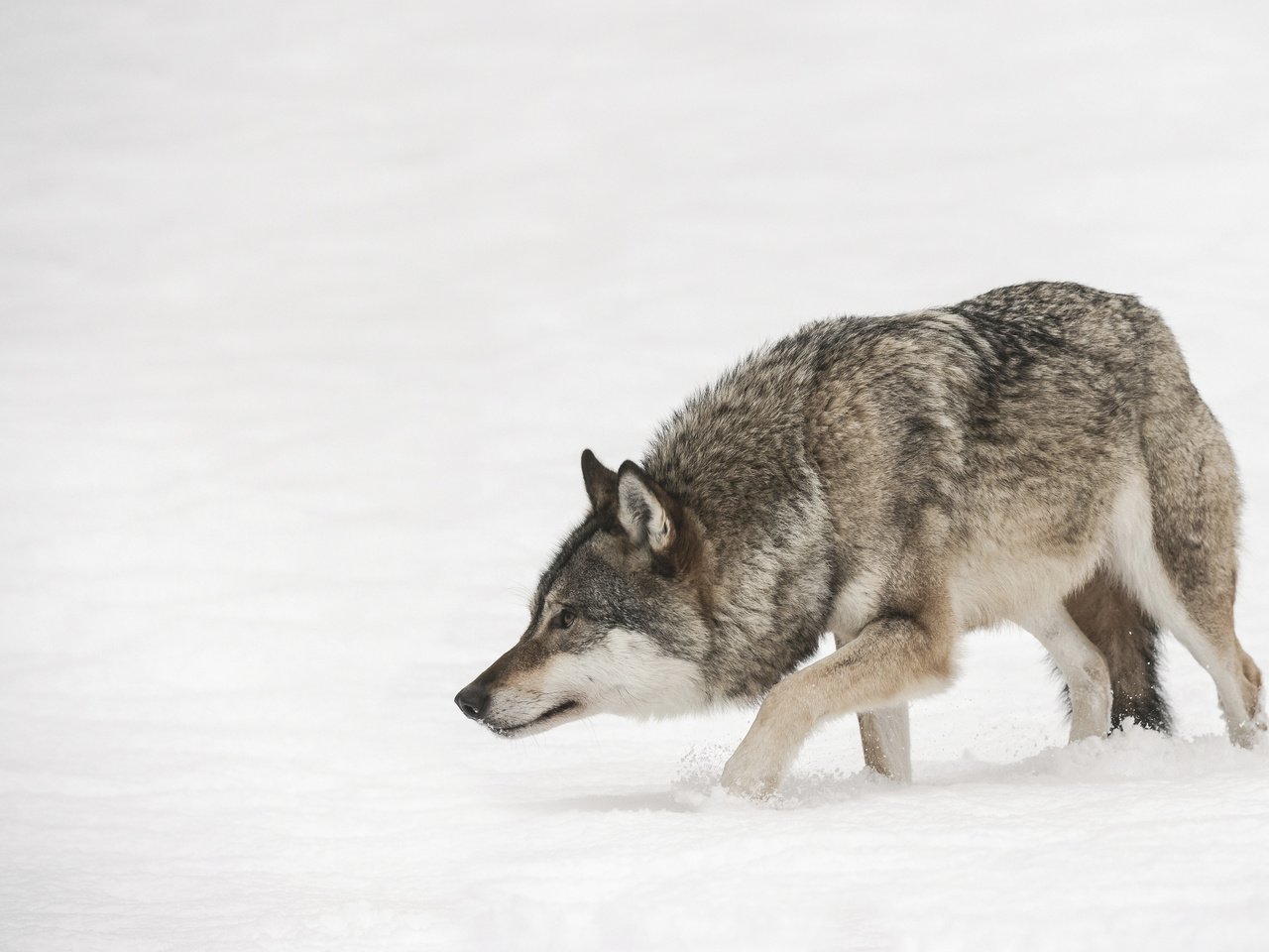 Обои морда, снег, зима, взгляд, хищник, волк, face, snow, winter, look, predator, wolf разрешение 3840x2400 Загрузить