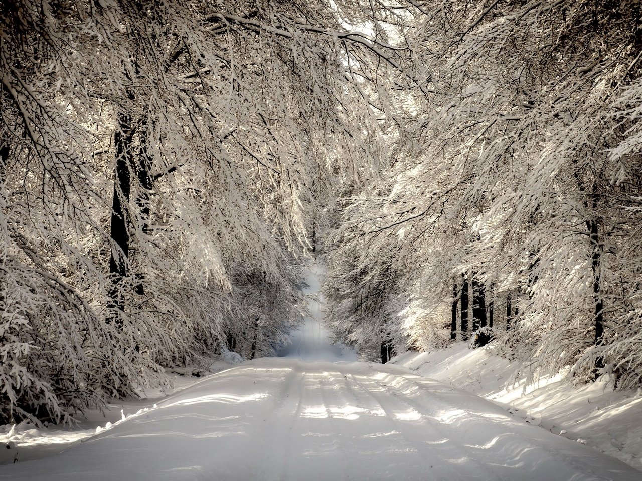 Обои дорога, деревья, снег, лес, зима, ветки, иней, road, trees, snow, forest, winter, branches, frost разрешение 2560x1600 Загрузить