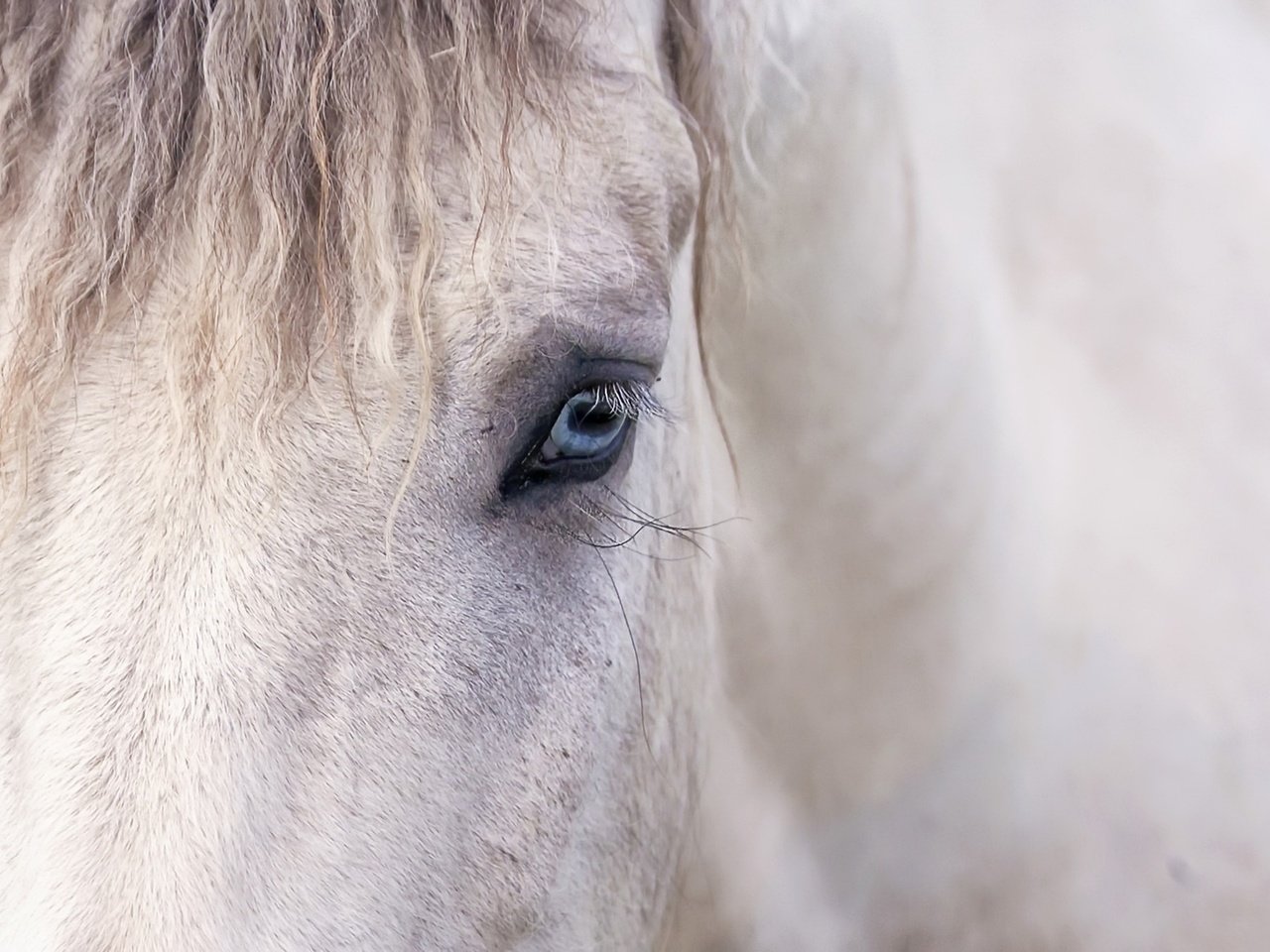Обои лошадь, фон, глаз, конь, грива, horse, background, eyes, mane разрешение 2048x1358 Загрузить