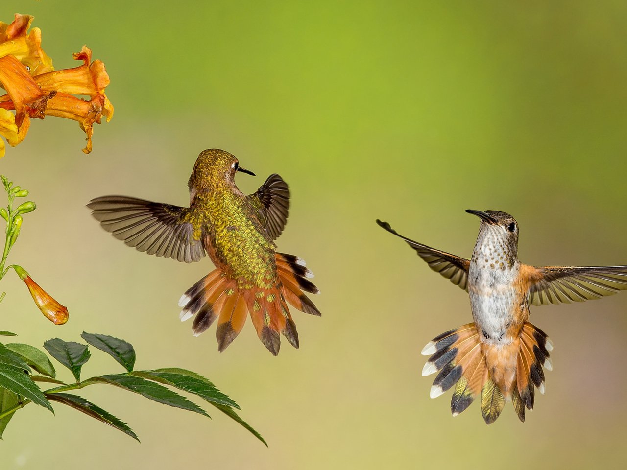 Обои цветы, крылья, птицы, клюв, перья, колибри, flowers, wings, birds, beak, feathers, hummingbird разрешение 3840x2160 Загрузить