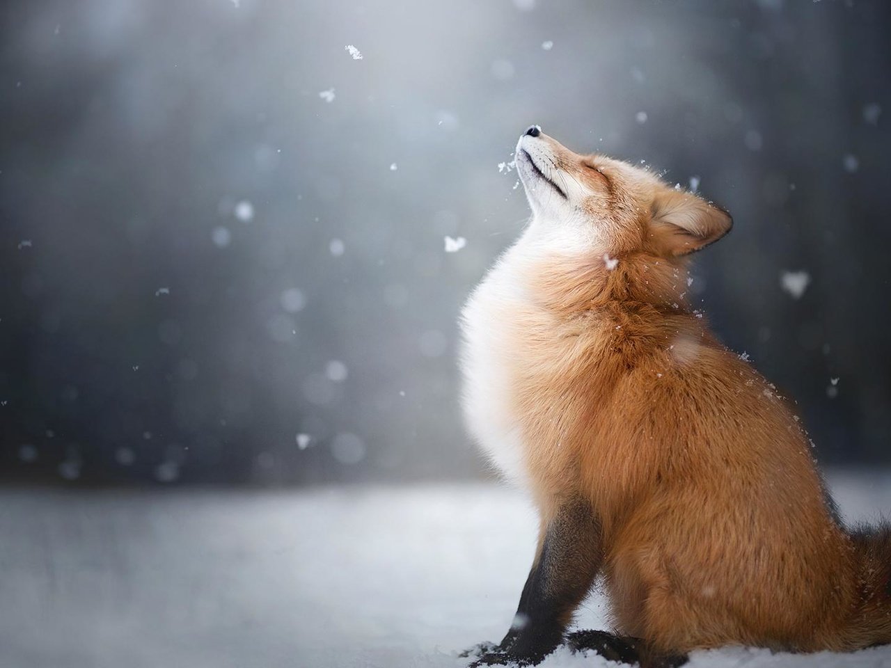 Обои снег, зима, лиса, профиль, лисица, животное, закрытые глаза, snow, winter, fox, profile, animal, closed eyes разрешение 1920x1080 Загрузить