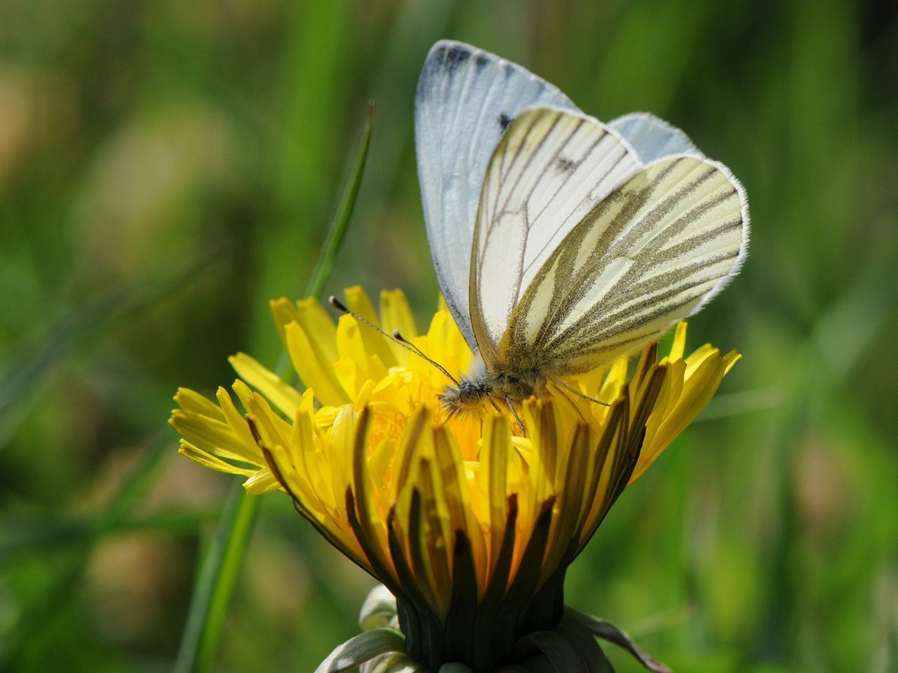 Обои трава, насекомое, цветок, бабочка, крылья, одуванчик, grass, insect, flower, butterfly, wings, dandelion разрешение 1920x1200 Загрузить