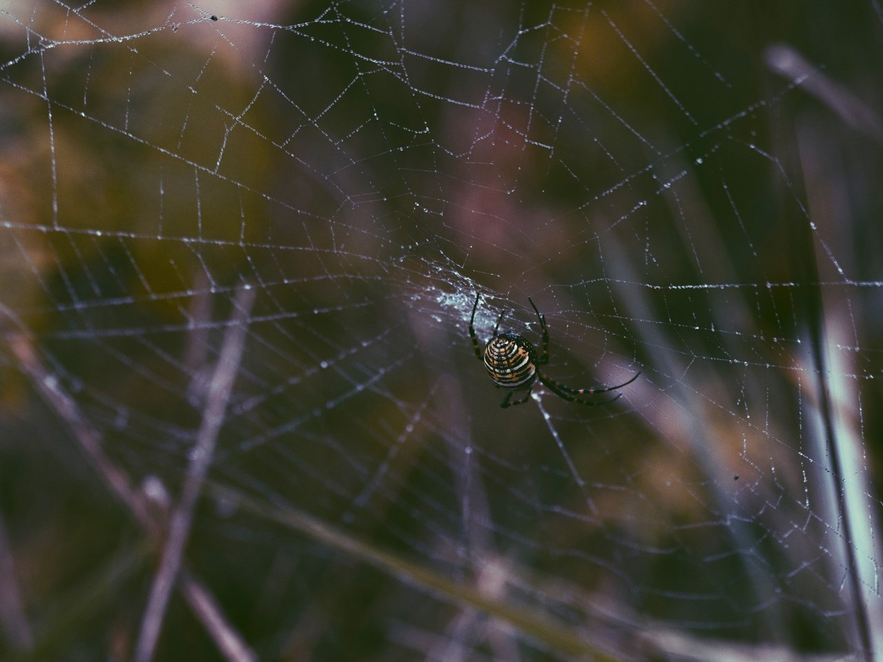 Обои роса, паук, паутина, крупным планом, членистоногие, rosa, spider, web, closeup, arthropods разрешение 5184x3456 Загрузить