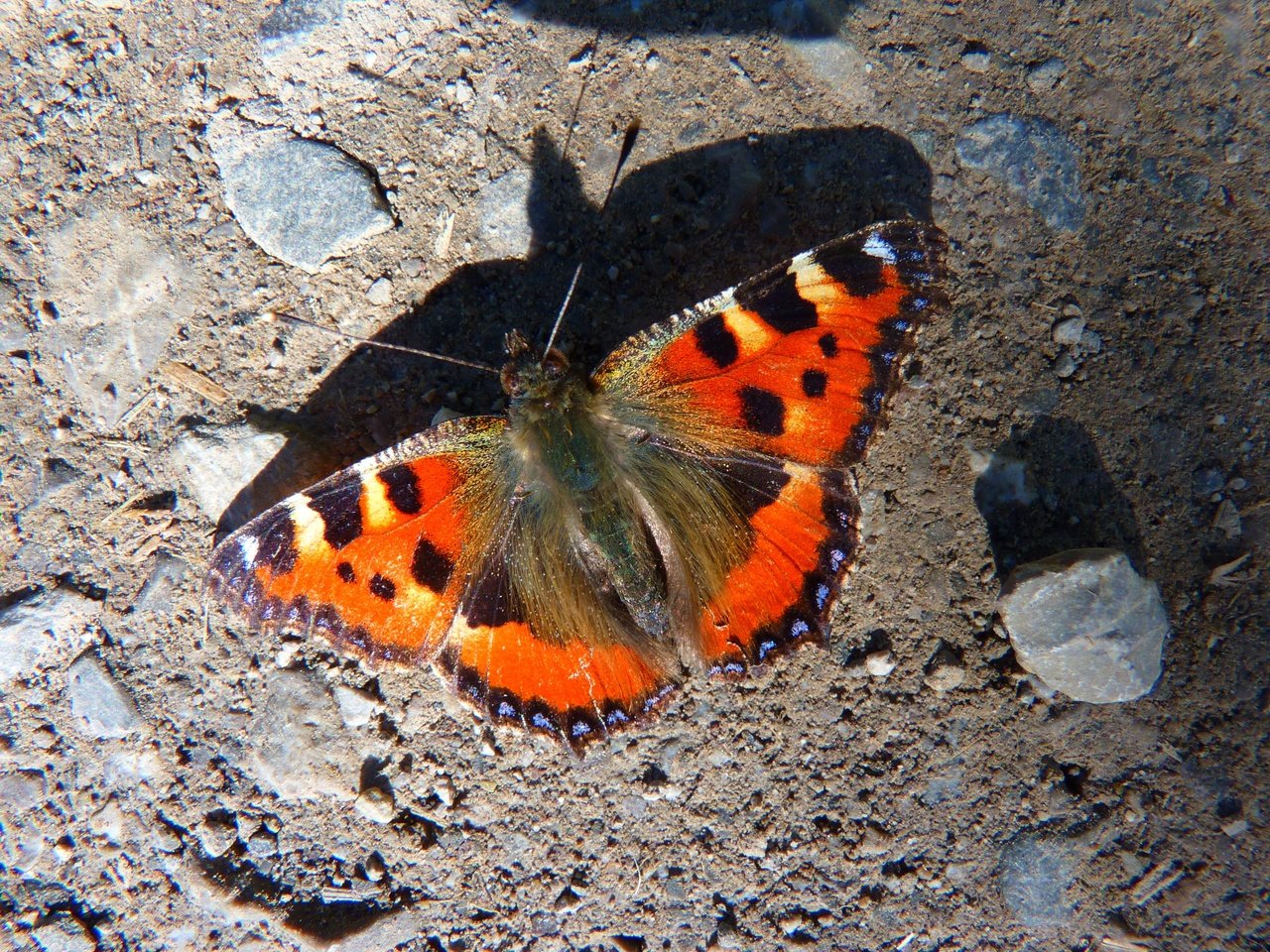 Обои земля, камни, насекомое, фон, бабочка, крылья, earth, stones, insect, background, butterfly, wings разрешение 4000x3000 Загрузить