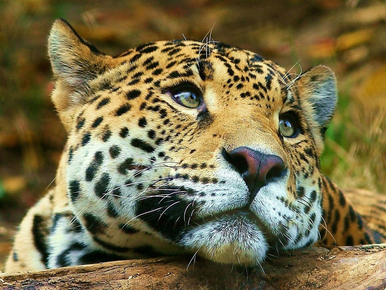 Обои морда, животные, взгляд, леопард, большая кошка, face, animals, look, leopard, big cat разрешение 1920x1080 Загрузить