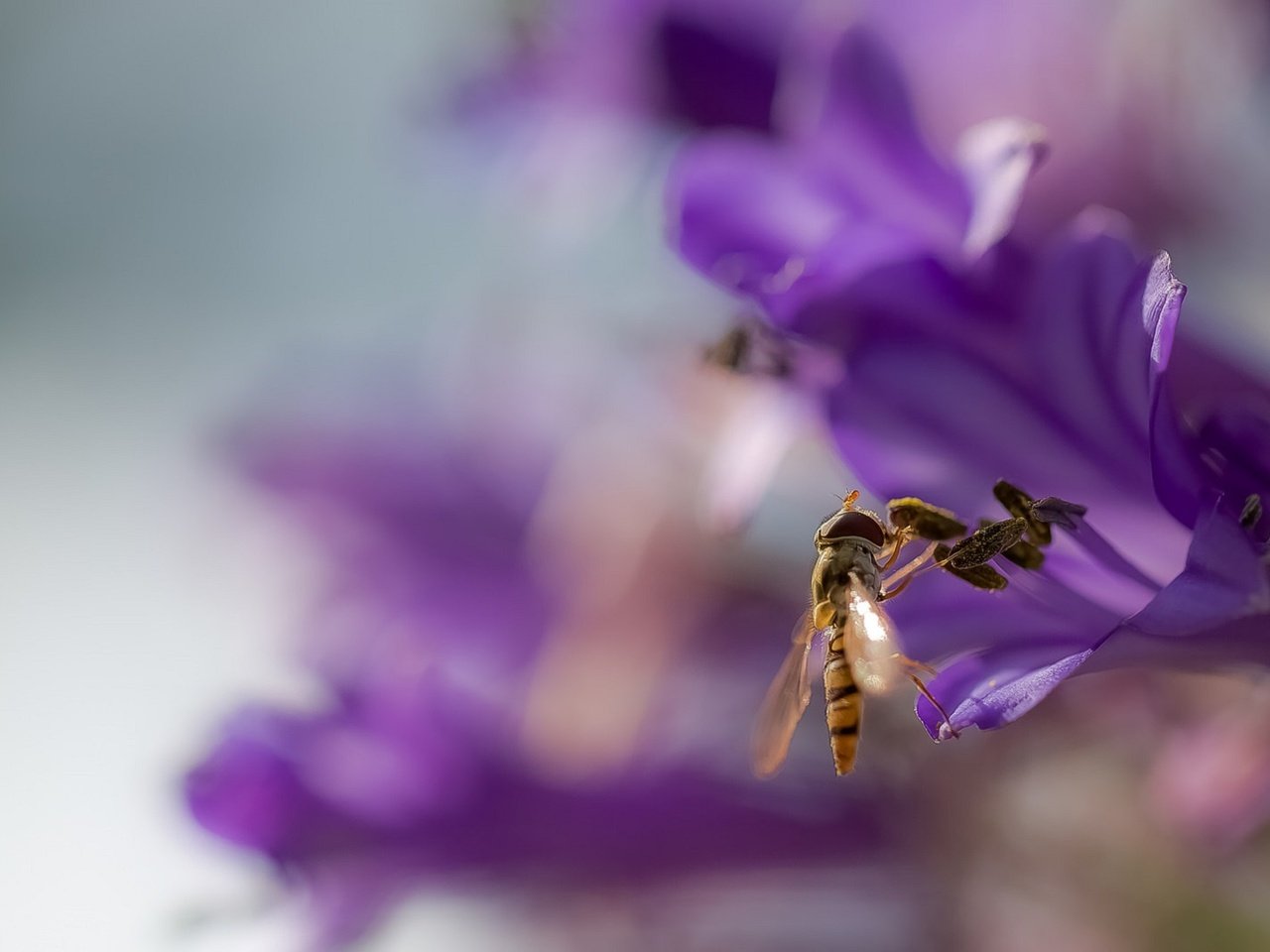 Обои фон, цветок, крылья, размытость, оса, жало, background, flower, wings, blur, osa, sting разрешение 2072x1080 Загрузить