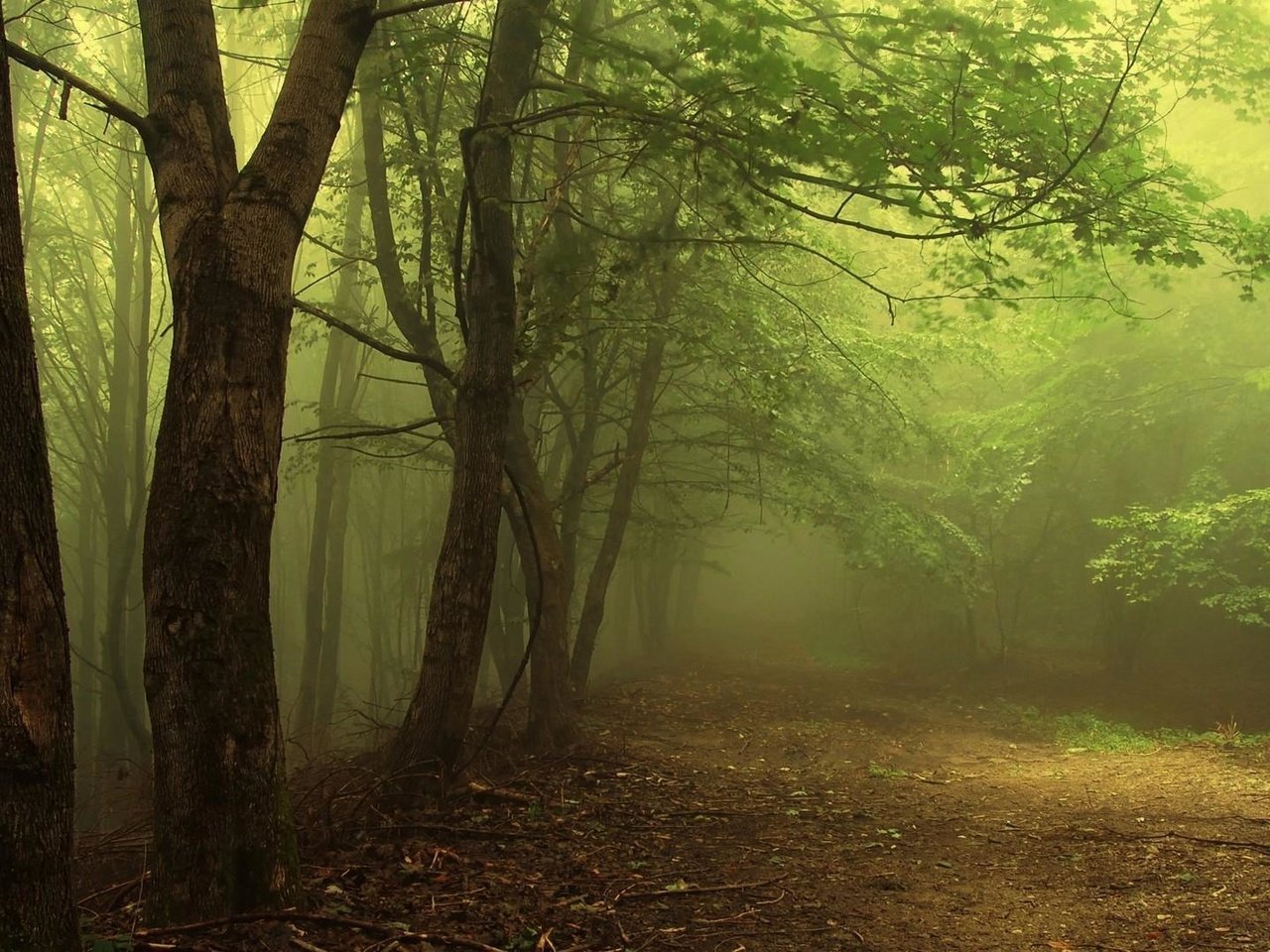 Обои свет, деревья, лес, туман, дорожка, ветки, дымка, чаща, light, trees, forest, fog, track, branches, haze, thicket разрешение 1920x1080 Загрузить