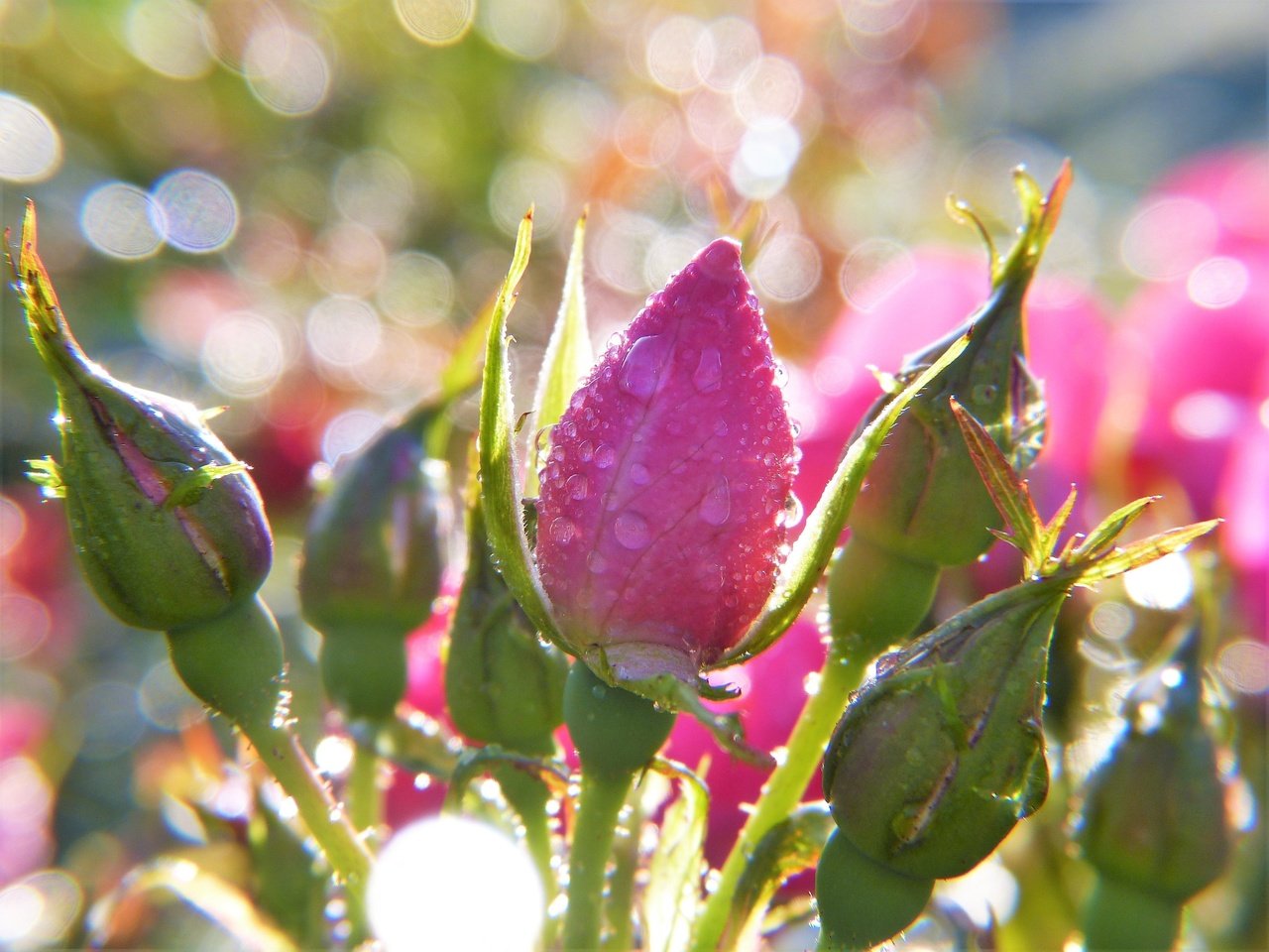 Обои цветы, бутоны, розы, боке, капли воды, flowers, buds, roses, bokeh, water drops разрешение 3264x2448 Загрузить