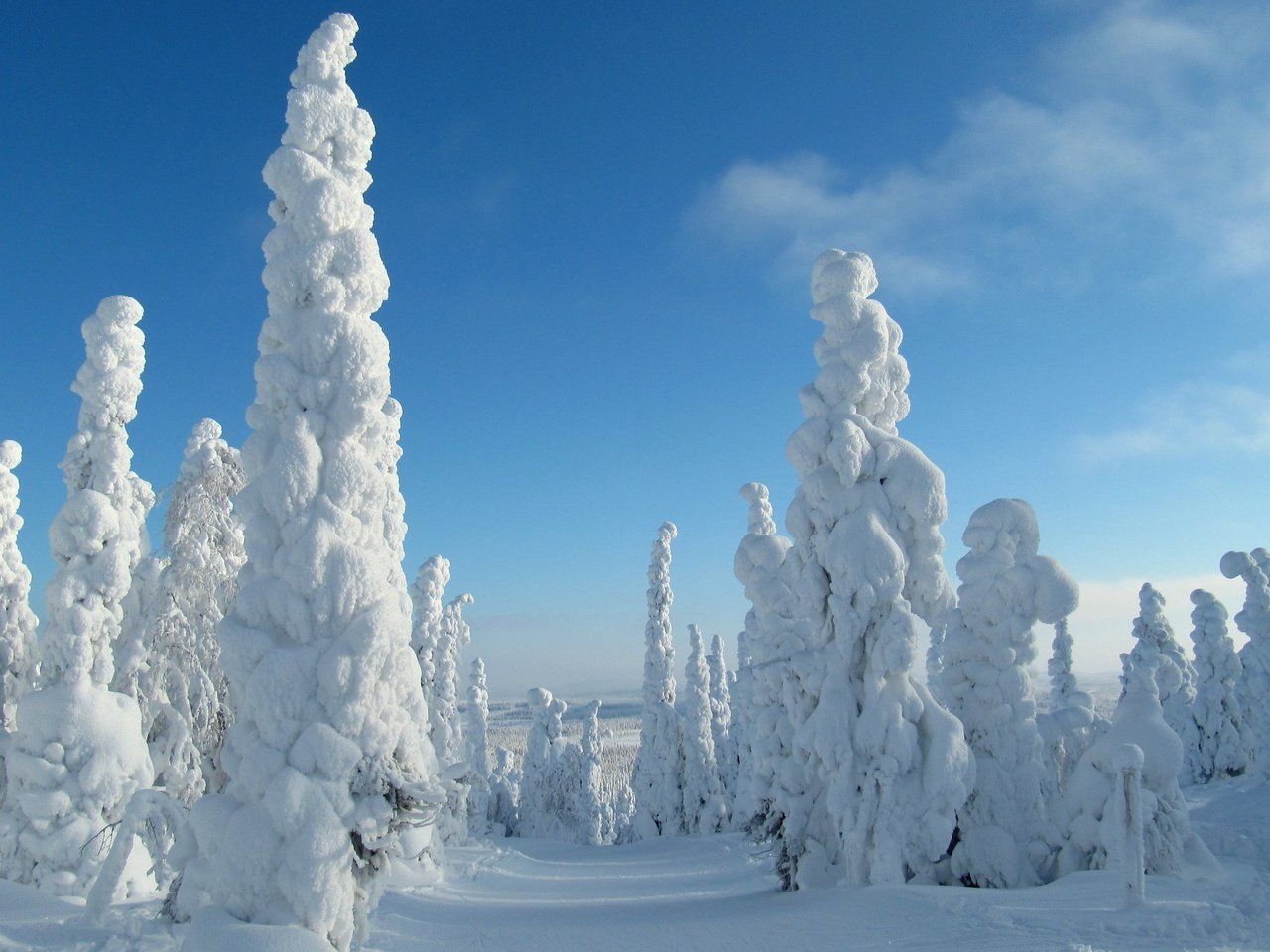 Обои небо, деревья, снег, природа, лес, зима, the sky, trees, snow, nature, forest, winter разрешение 3840x2400 Загрузить