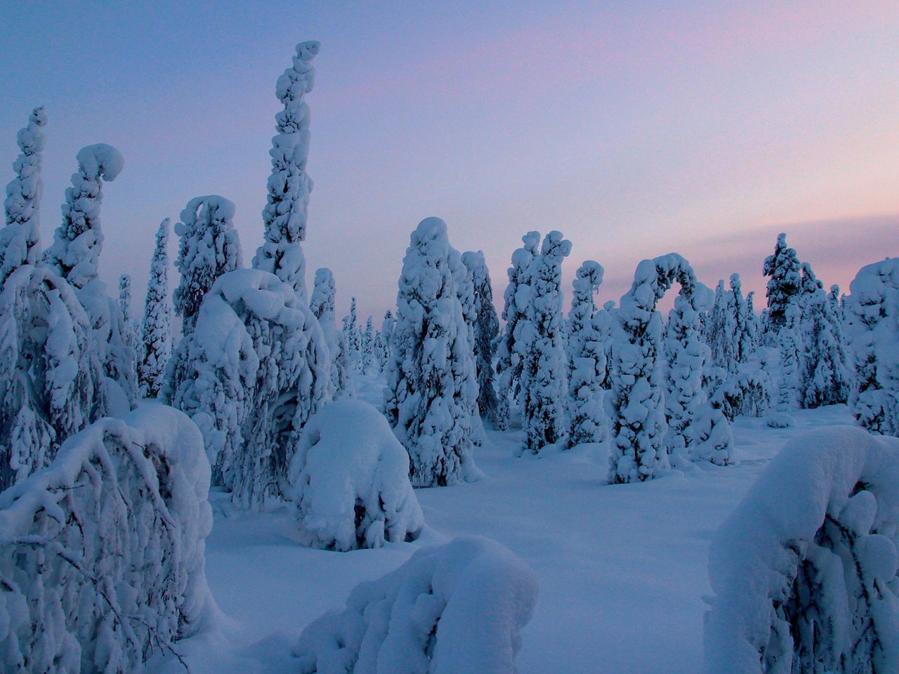 Обои деревья, снег, природа, лес, зима, trees, snow, nature, forest, winter разрешение 1920x1200 Загрузить