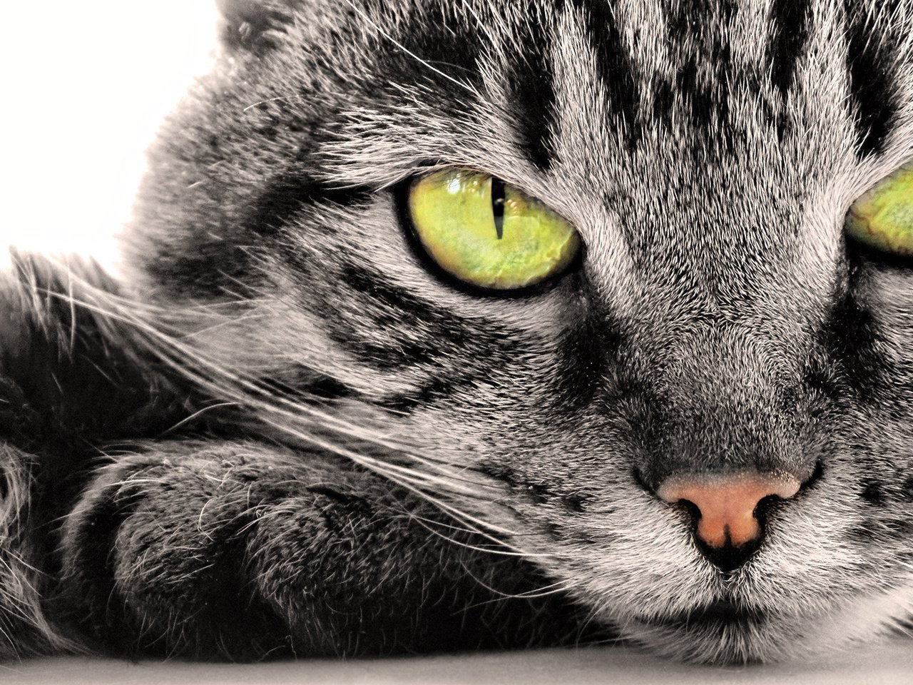 Обои глаза, кот, мордочка, усы, кошка, eyes, cat, muzzle, mustache разрешение 1920x1080 Загрузить