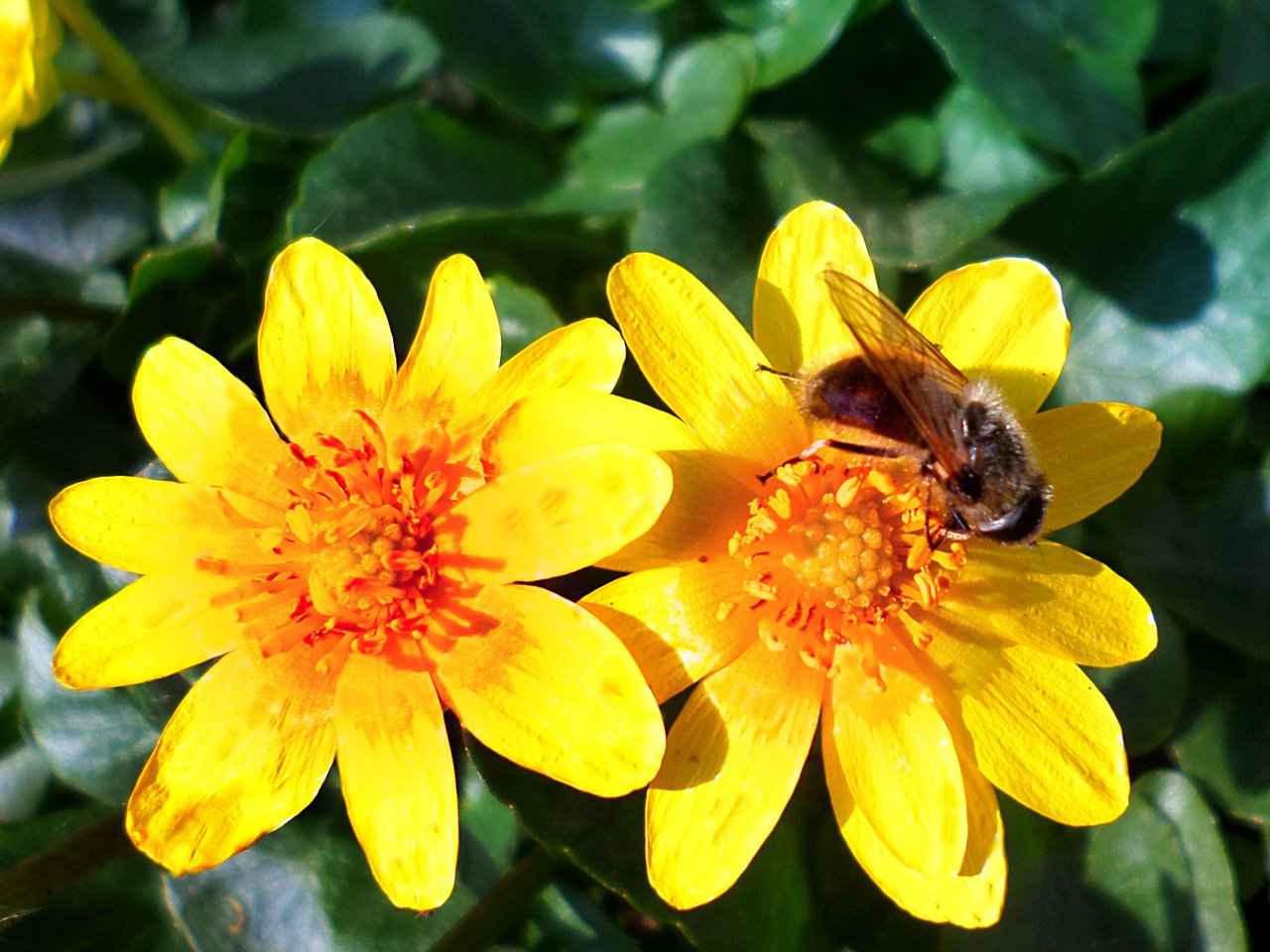 Обои цветы, весна, пчела, flowers, spring, bee разрешение 1920x1200 Загрузить