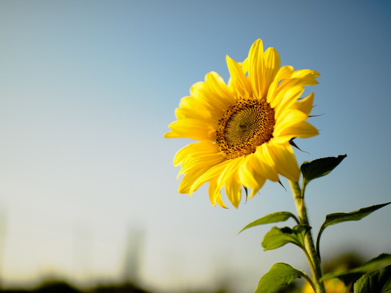 Обои цветок, подсолнух, желтые лепестки, flower, sunflower, yellow petals разрешение 2112x1188 Загрузить