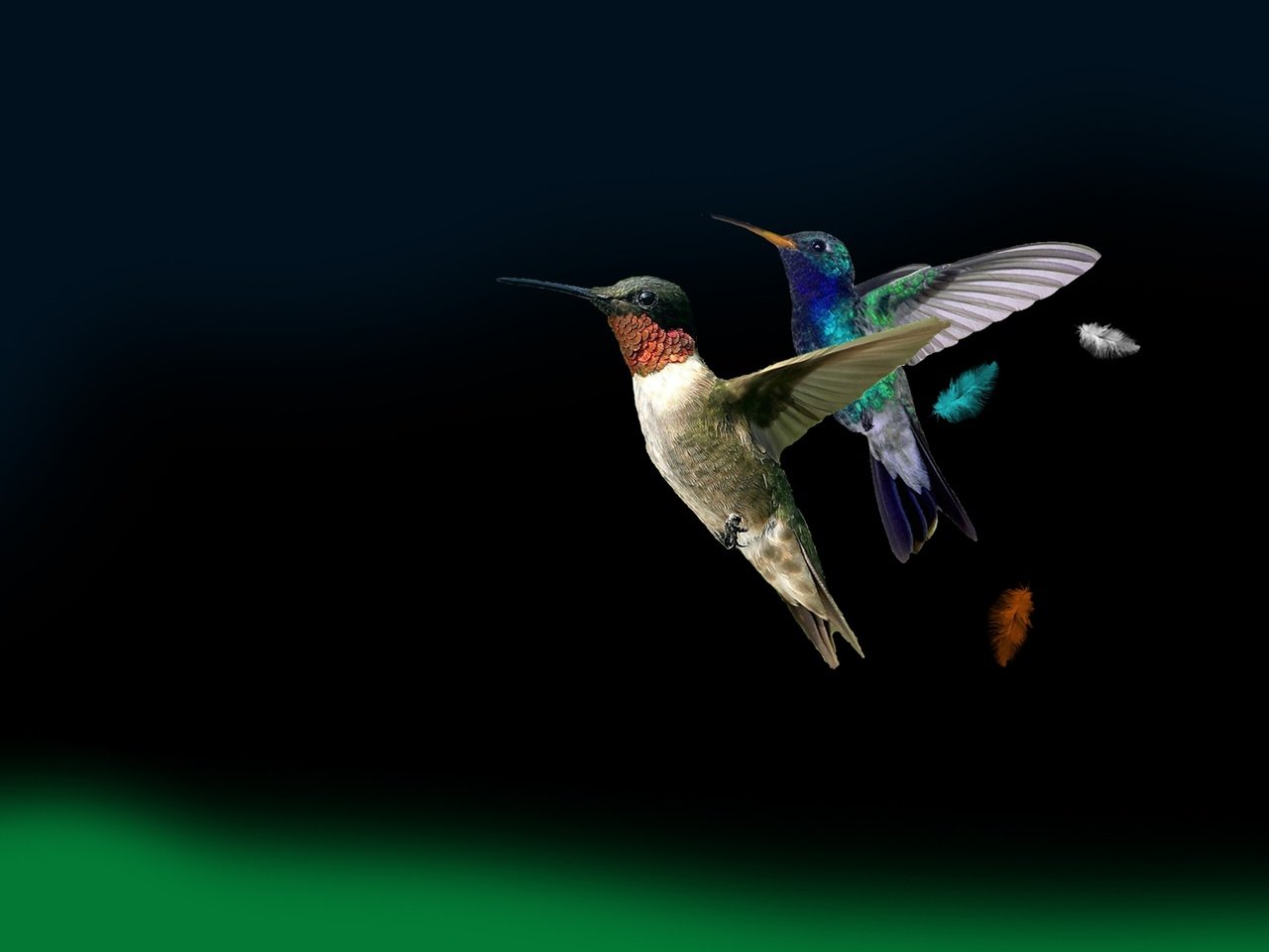 Обои крылья, птицы, колибри, wings, birds, hummingbird разрешение 1920x1080 Загрузить