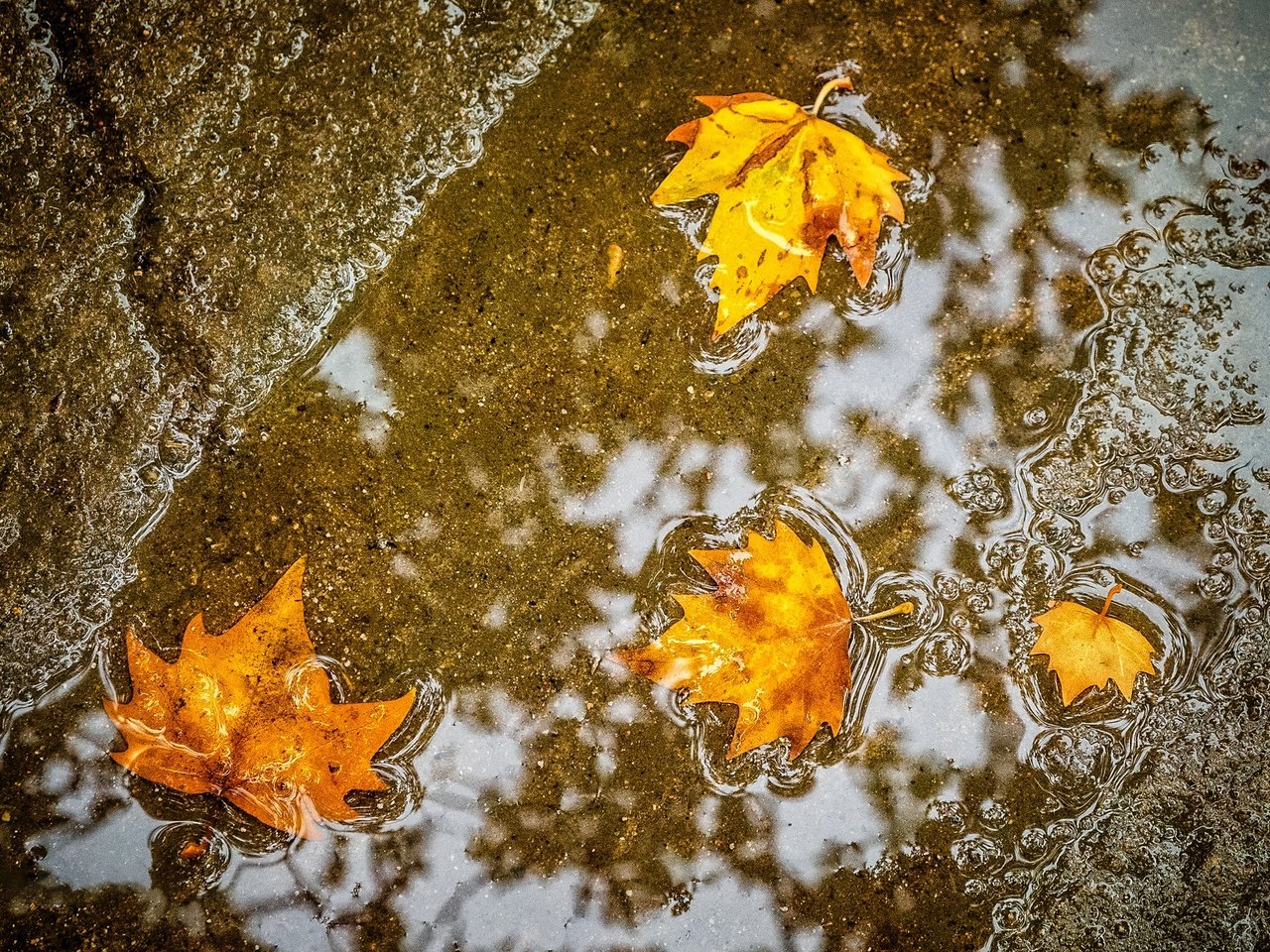 Обои листья, осень, клен, лужа, leaves, autumn, maple, puddle разрешение 1984x1323 Загрузить