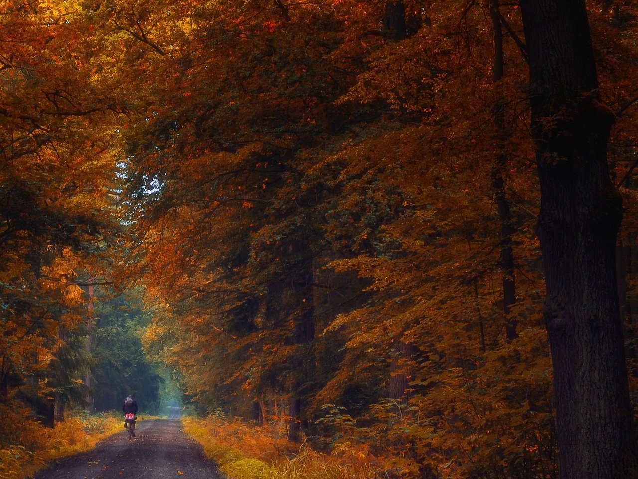 Обои лес, осень, forest, autumn разрешение 2560x1588 Загрузить