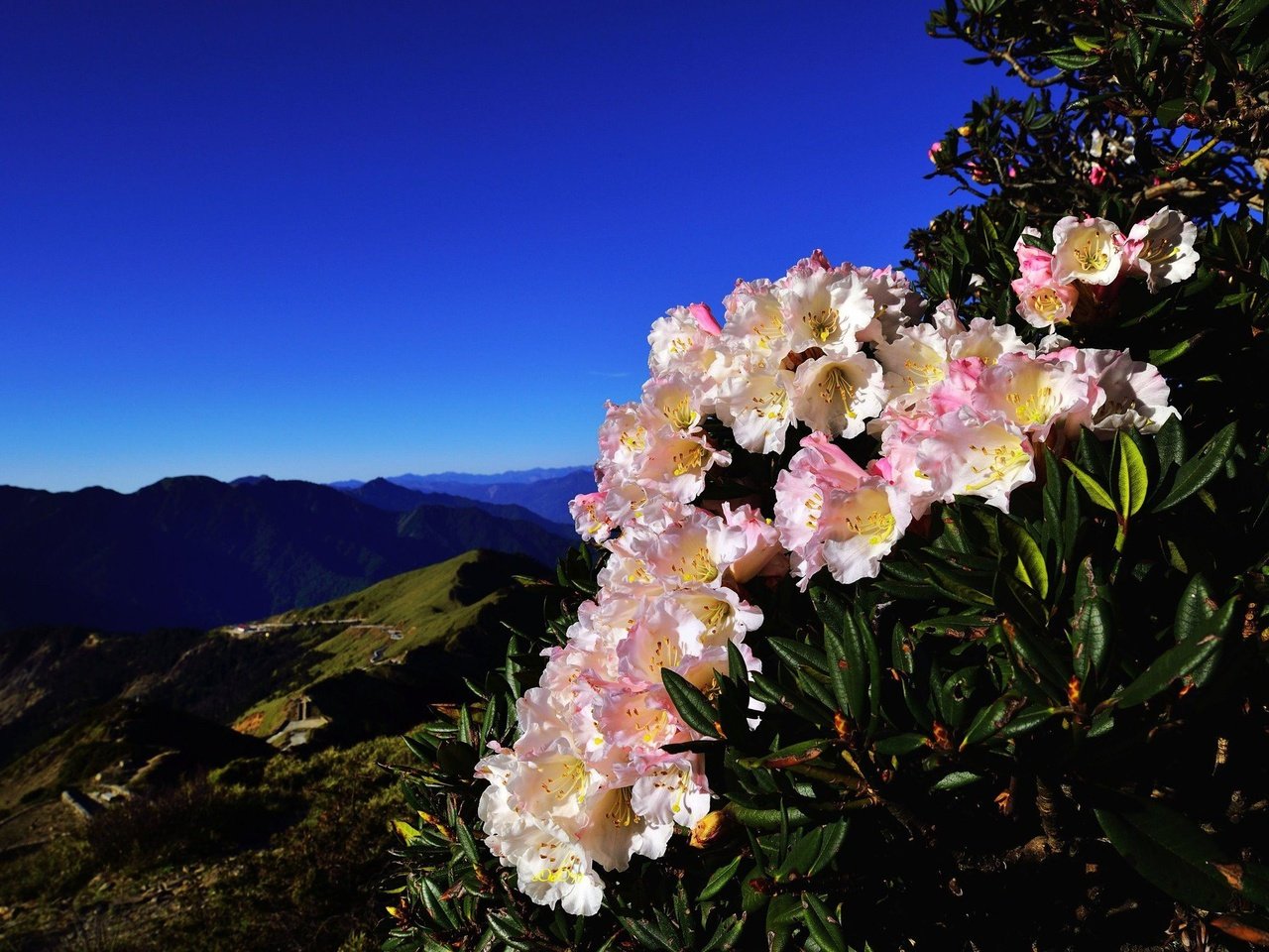 Обои небо, цветы, горы, холмы, куст, синева, азалия, рододендроны, the sky, flowers, mountains, hills, bush, blue, azalea, rhododendrons разрешение 2048x1367 Загрузить