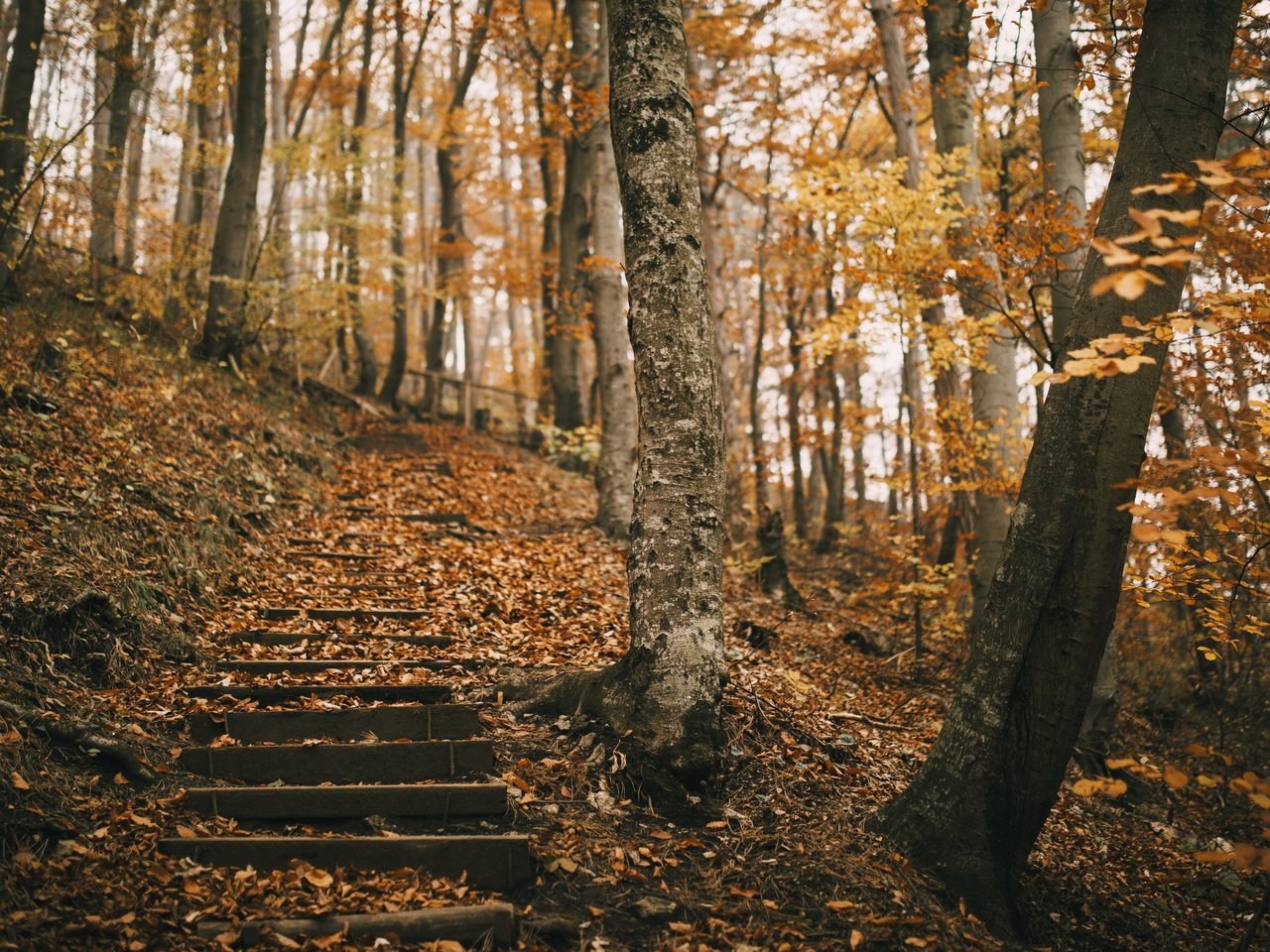 Обои природа, парк, осень, nature, park, autumn разрешение 3840x2160 Загрузить