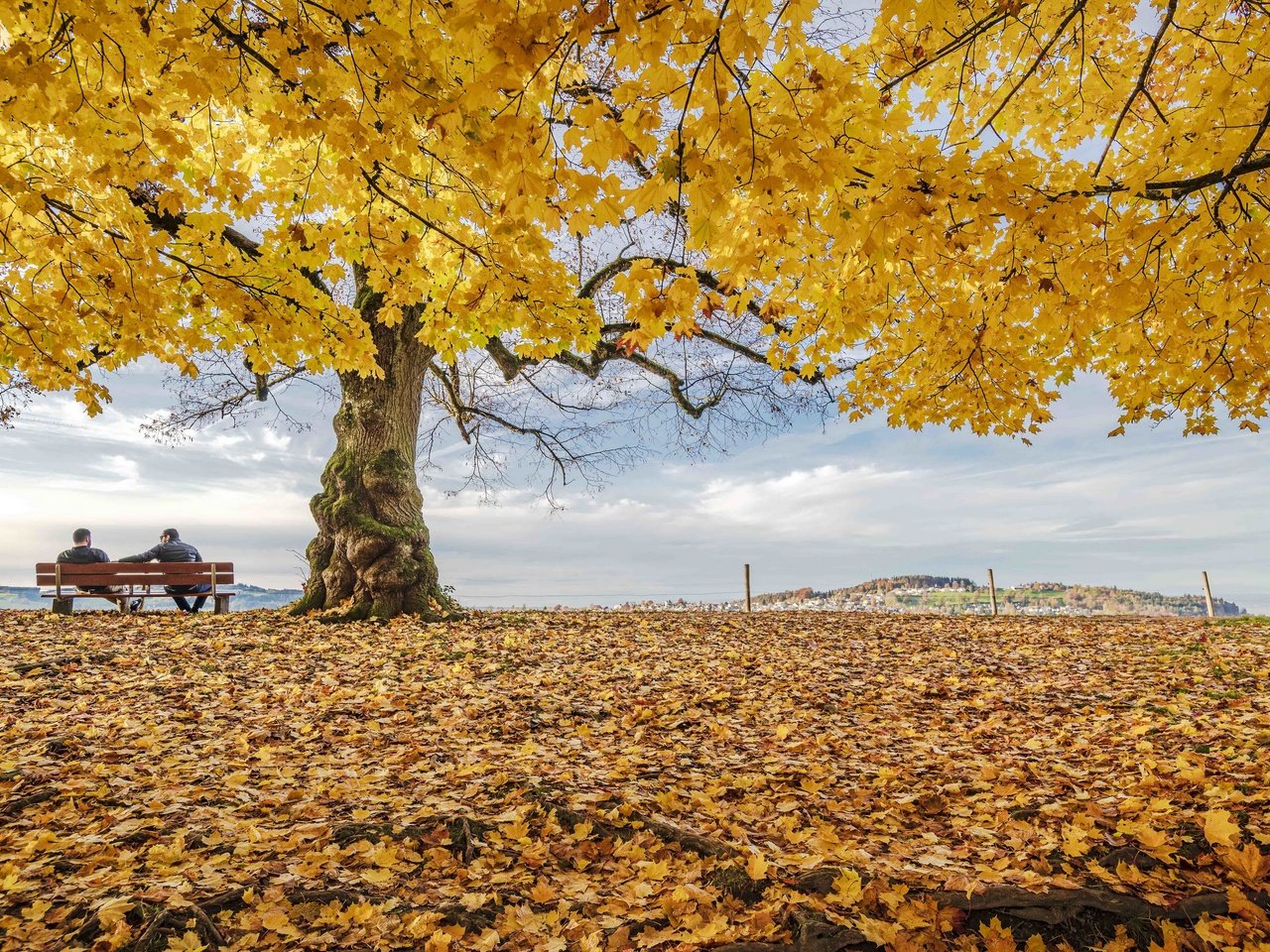 Обои дерево, листья, tree, leaves разрешение 3840x2160 Загрузить