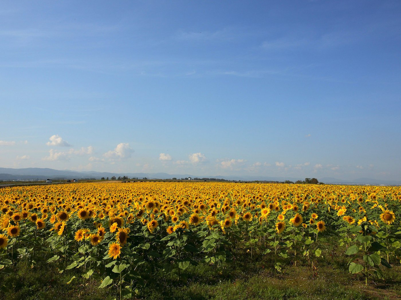 Обои желтый, поле, подсолнухи, yellow, field, sunflowers разрешение 2560x1600 Загрузить