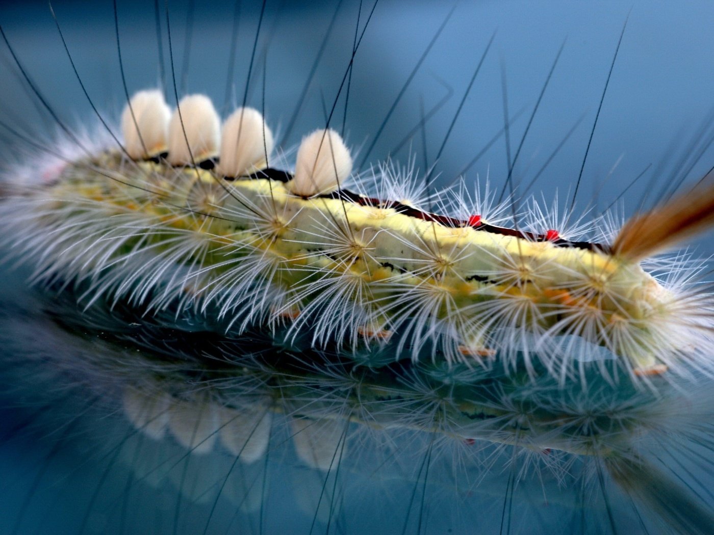 Обои отражение, волоски, гусеница, reflection, hairs, caterpillar разрешение 1920x1440 Загрузить