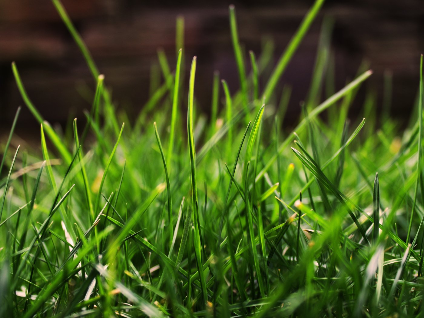 Обои трава, зелень, макро, grass, greens, macro разрешение 2560x1600 Загрузить