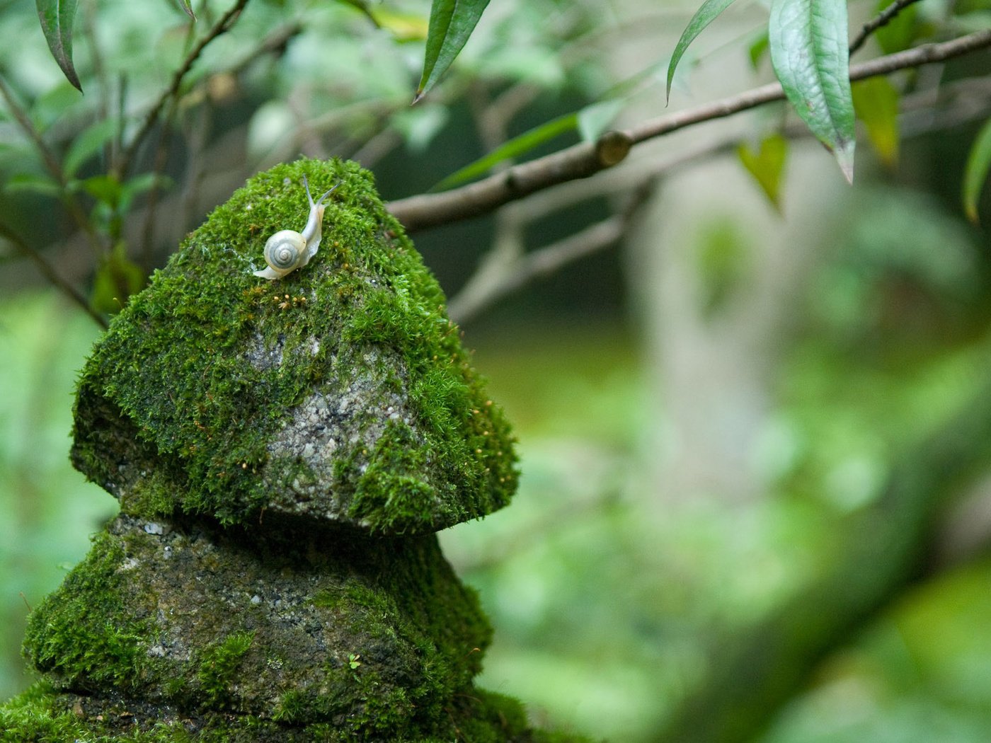 Обои природа, камни, размытость, мох, улитка, nature, stones, blur, moss, snail разрешение 1920x1200 Загрузить