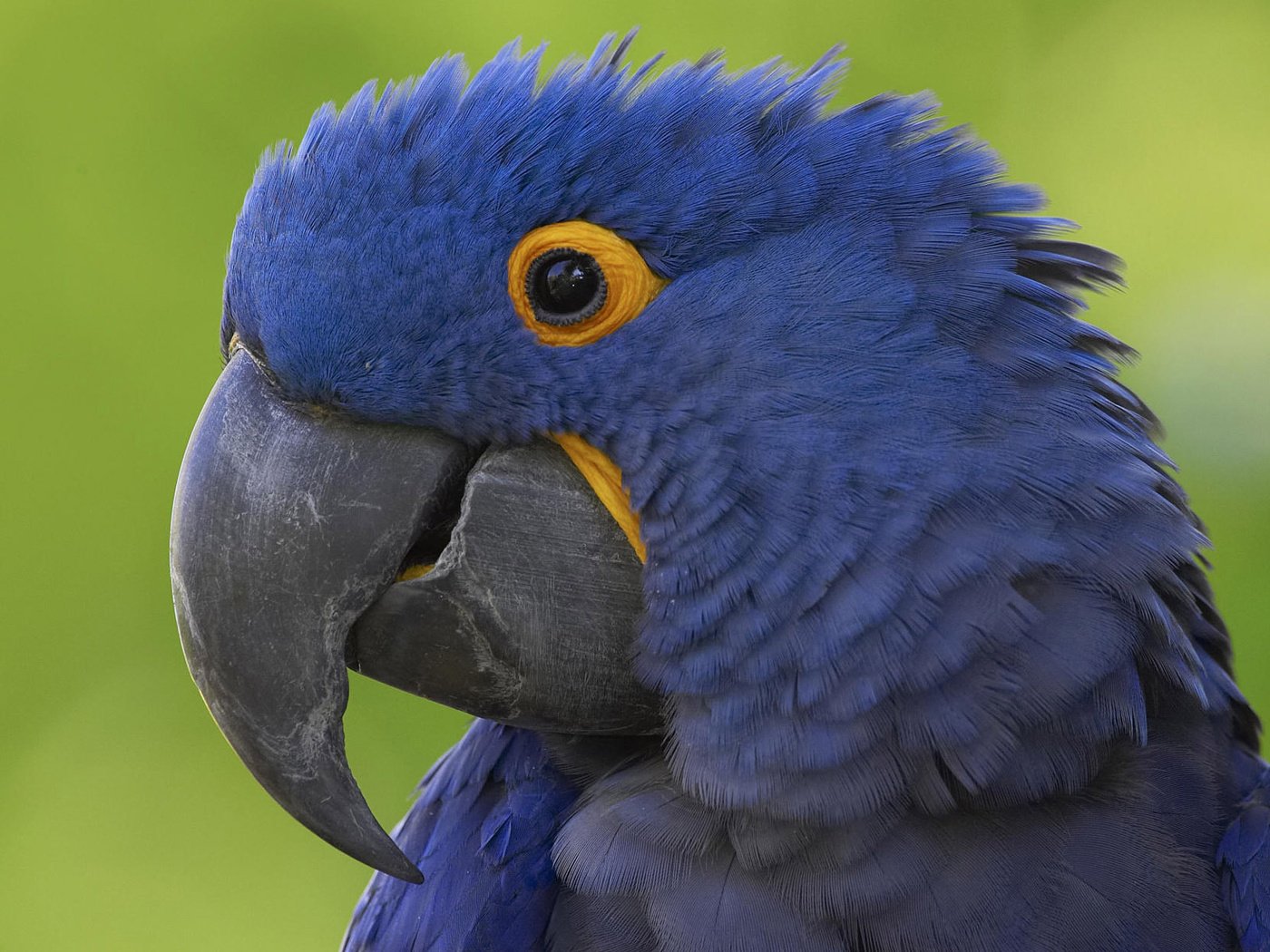 Обои синий, клюв, попугай, blue, beak, parrot разрешение 1920x1200 Загрузить