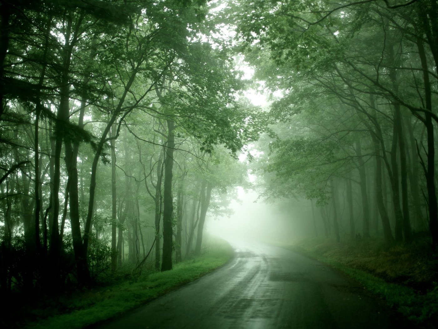 Обои дорога, лес, туман, road, forest, fog разрешение 2560x1600 Загрузить