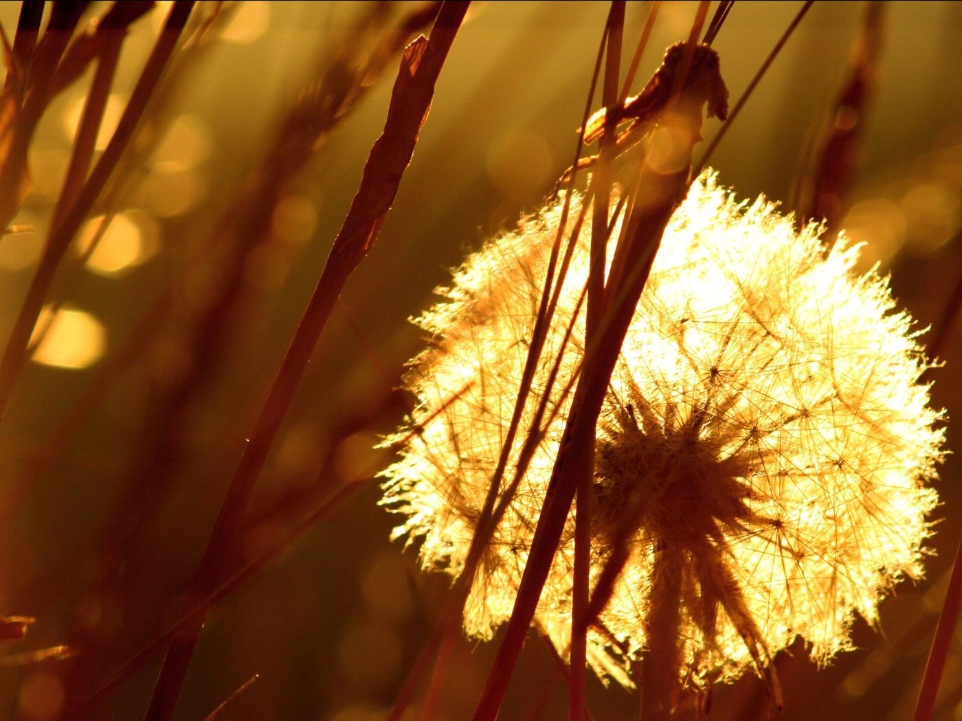 Обои трава, одуванчик, семена, пух, пушинки, былинки, grass, dandelion, seeds, fluff, fuzzes, blade разрешение 1920x1440 Загрузить