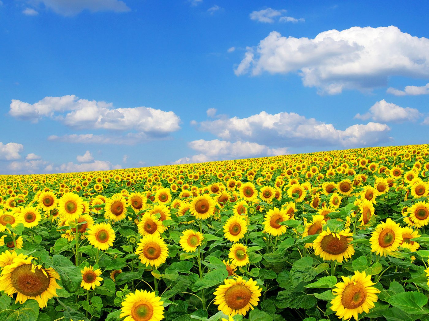 Обои солнце, природа, лето, подсолнух, the sun, nature, summer, sunflower разрешение 1920x1200 Загрузить