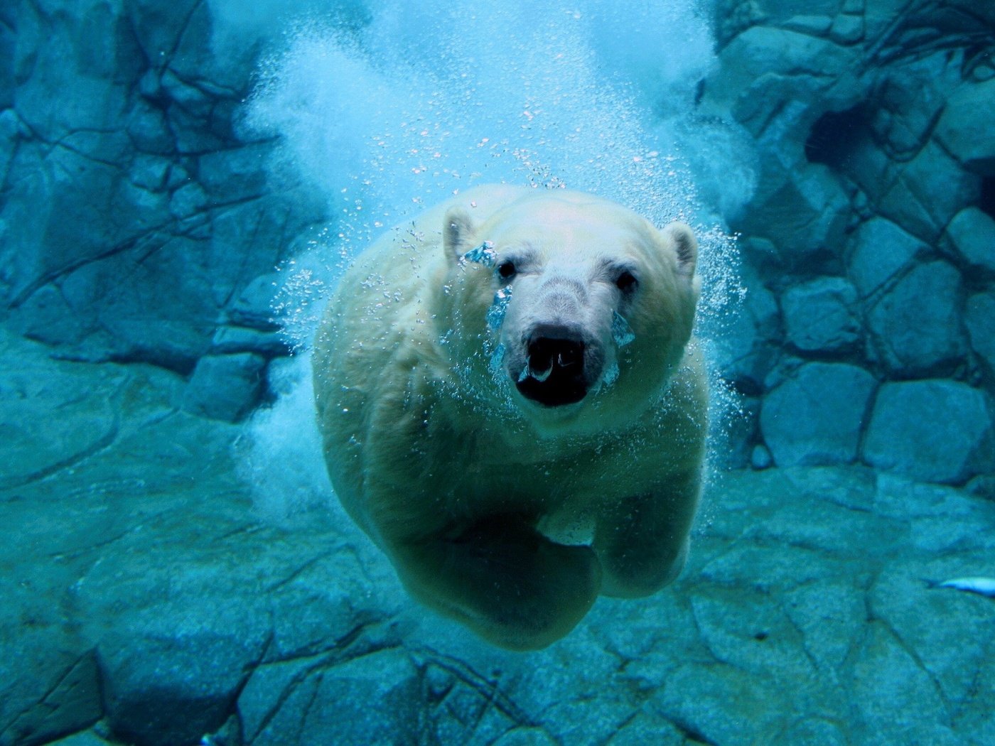 Обои вода, белый медведь, медведь под водой, water, polar bear, bear under water разрешение 1920x1440 Загрузить