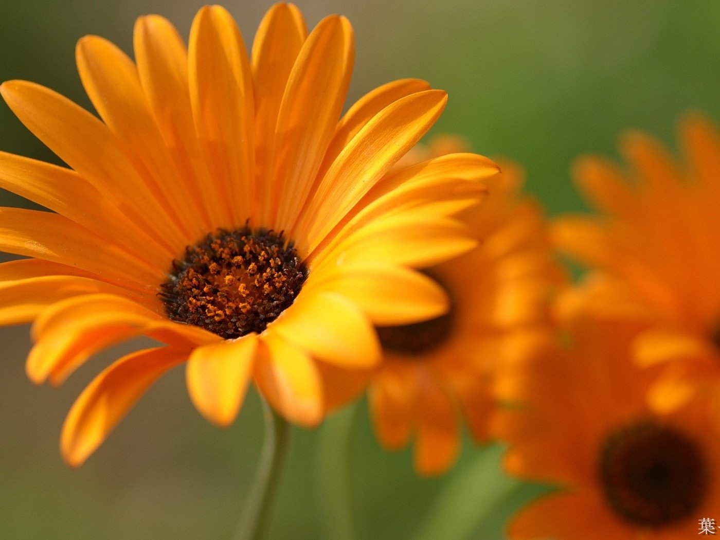 Обои цветы, лепестки, крупный план, оранжевые, календула, flowers, petals, close-up, orange, calendula разрешение 1920x1200 Загрузить