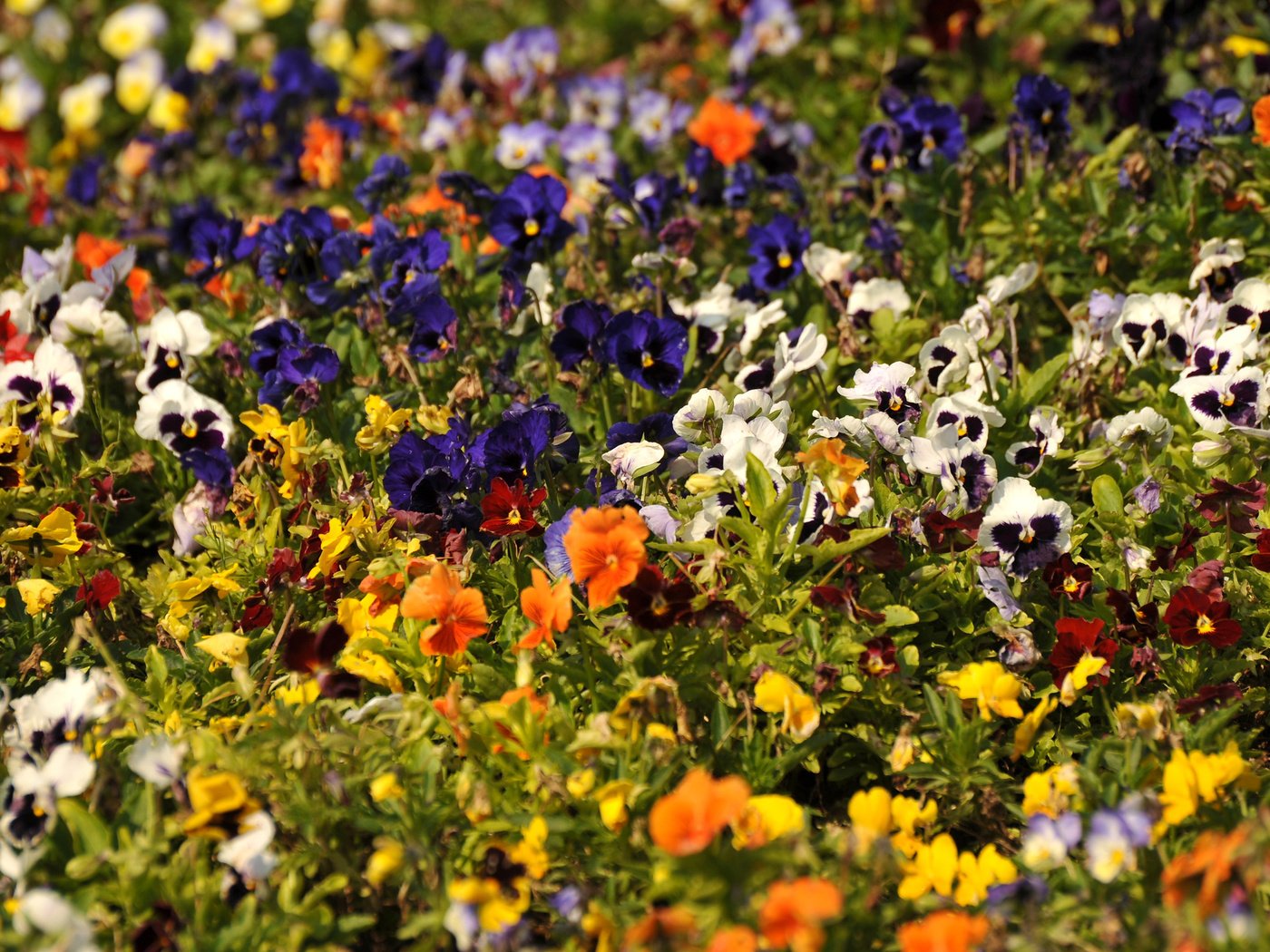 Обои цветы, разноцветные, анютины глазки, flowers, colorful, pansy разрешение 2560x1600 Загрузить