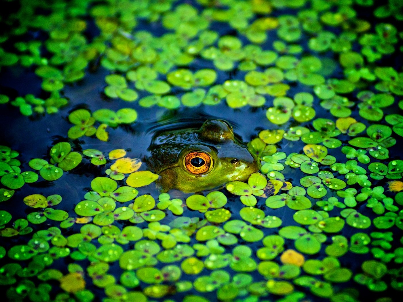 Обои пруд, лягушки, ряска, pond, frogs, duckweed разрешение 2048x1280 Загрузить