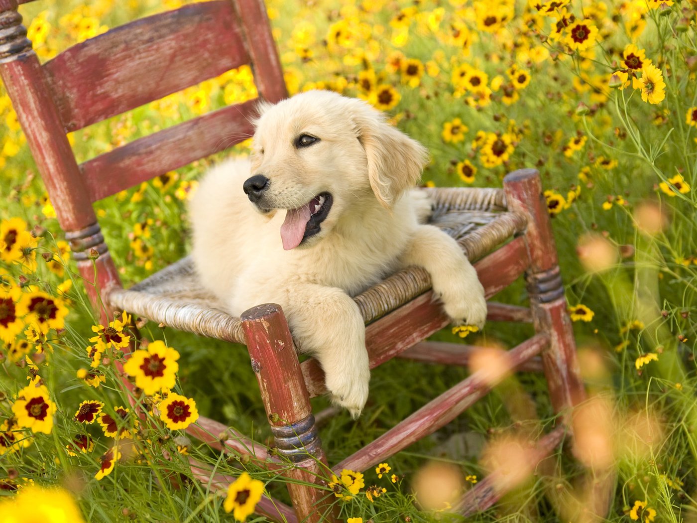 Обои цветы, природа, поле, собака, стул, щенок, золотистый ретривер, flowers, nature, field, dog, chair, puppy, golden retriever разрешение 1920x1080 Загрузить