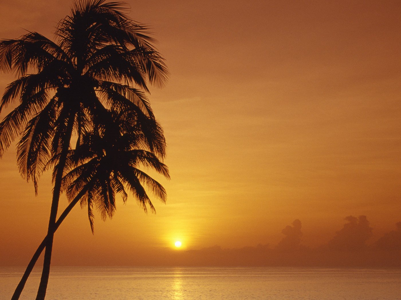 Обои солнце, закат, море, горизонт, пальмы, the sun, sunset, sea, horizon, palm trees разрешение 1920x1080 Загрузить