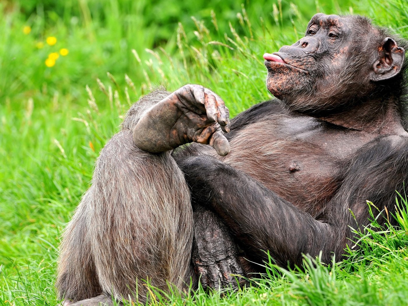 Обои трава, поза, язык, обезьяна, примат, смешной, шимпанзе, grass, pose, language, monkey, the primacy of, funny, chimpanzees разрешение 2560x1600 Загрузить