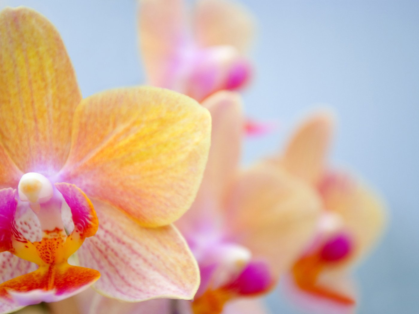 Обои цветы, лепестки, орхидея, орхидею, красивая орхидея, flowers, petals, orchid, beautiful orchid разрешение 1920x1285 Загрузить