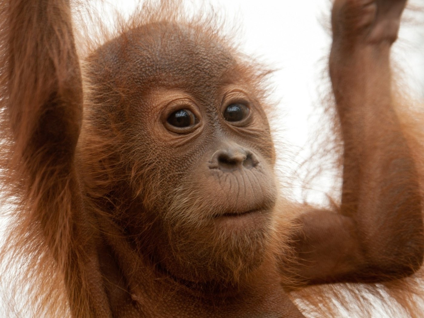 Обои обезьяна, детеныш, орангутанг, monkey, cub, orangutan разрешение 1920x1200 Загрузить