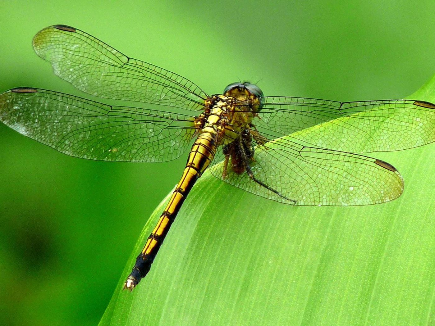 Обои зелёный, фон, насекомые, стрекоза, green, background, insects, dragonfly разрешение 1920x1200 Загрузить