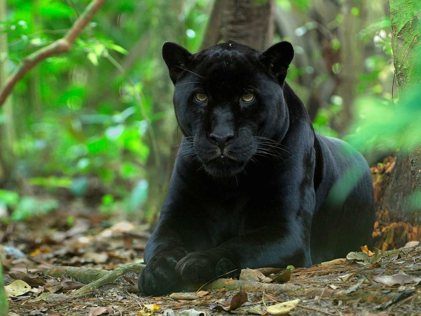 Обои природа, хищник, большая кошка, пантера, черный ягуар, nature, predator, big cat, panther, black jaguar разрешение 1920x1200 Загрузить