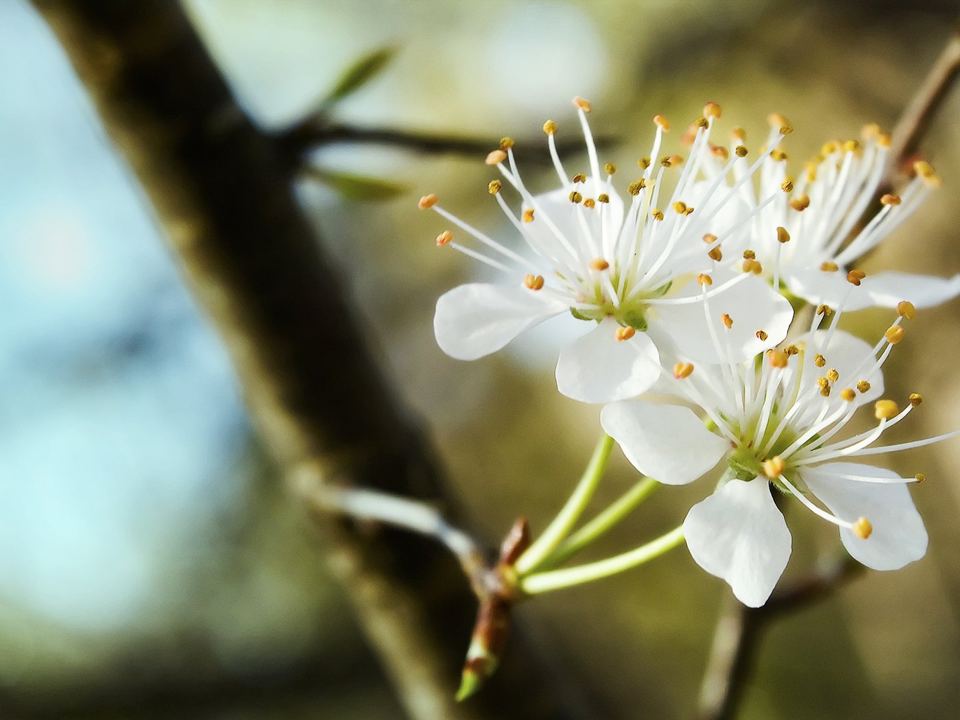 Обои ветка, цветение, весна, трио, cvetenie, belosnezhnoe, branch, flowering, spring, trio разрешение 2048x1152 Загрузить