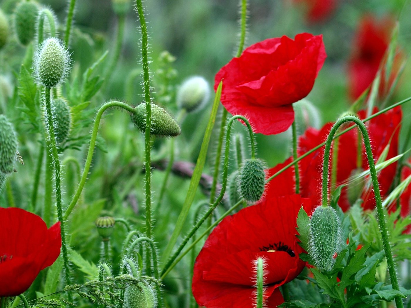 Обои цветы, листья, красные, красный, маки, стебли, яркие, полевые, flowers, leaves, red, maki, stems, bright, field разрешение 4032x2567 Загрузить