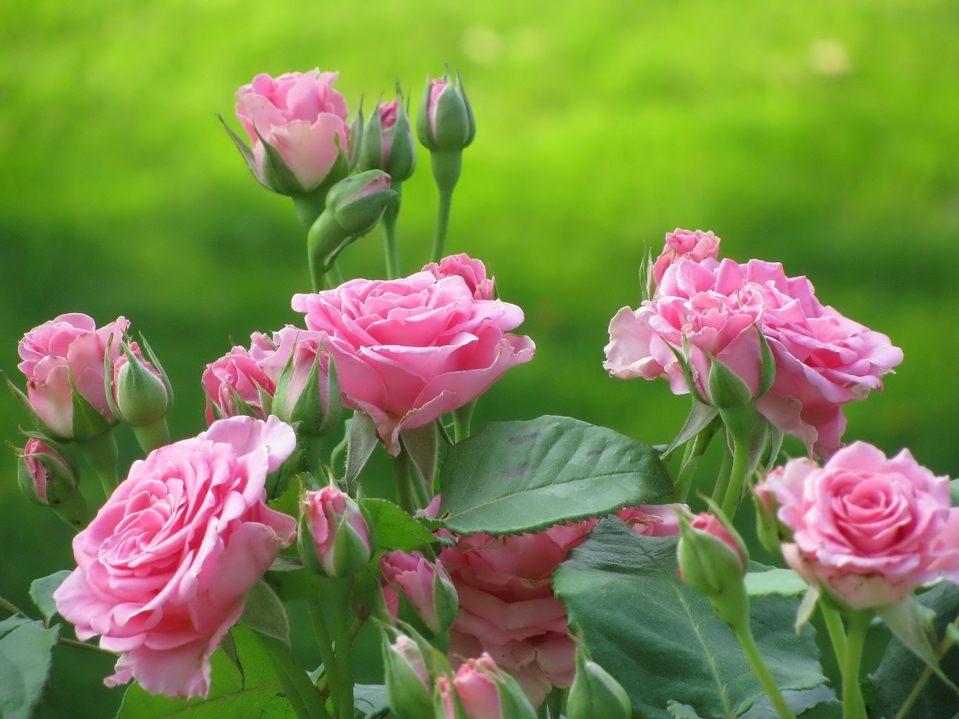 Обои kust, цветы, бутоны, листья, розы, лепестки, розовые, куст, cvety, rozy, flowers, buds, leaves, roses, petals, pink, bush разрешение 2048x1536 Загрузить