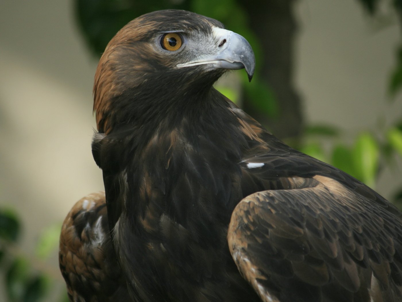 Обои взгляд, орел, клюв, look, eagle, beak разрешение 3877x2181 Загрузить