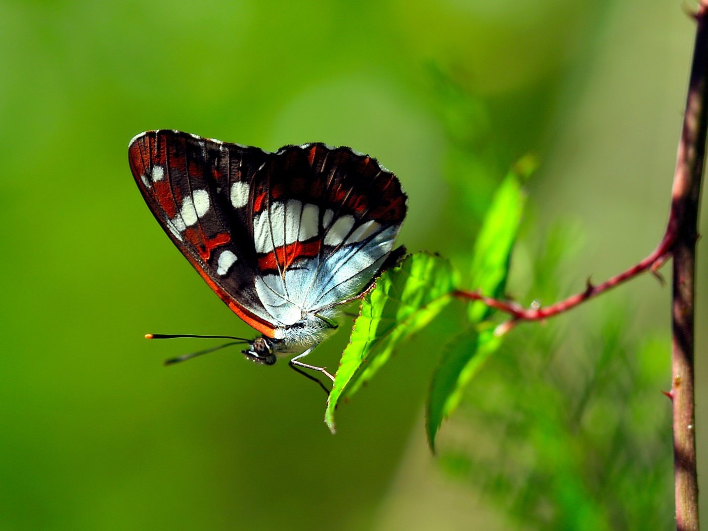 Обои ветка, листья, макро, бабочка, крылья, насекомые, branch, leaves, macro, butterfly, wings, insects разрешение 1920x1200 Загрузить