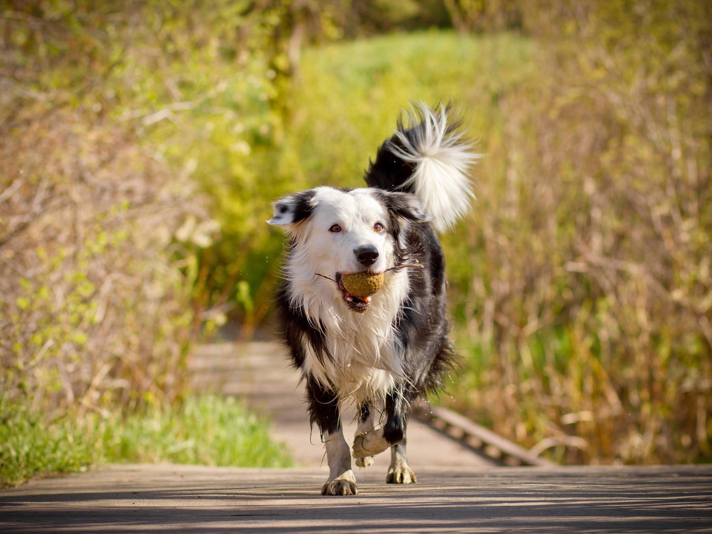 Обои деревья, мост, собака, друг, мяч, бордер-колли, trees, bridge, dog, each, the ball, the border collie разрешение 1920x1280 Загрузить