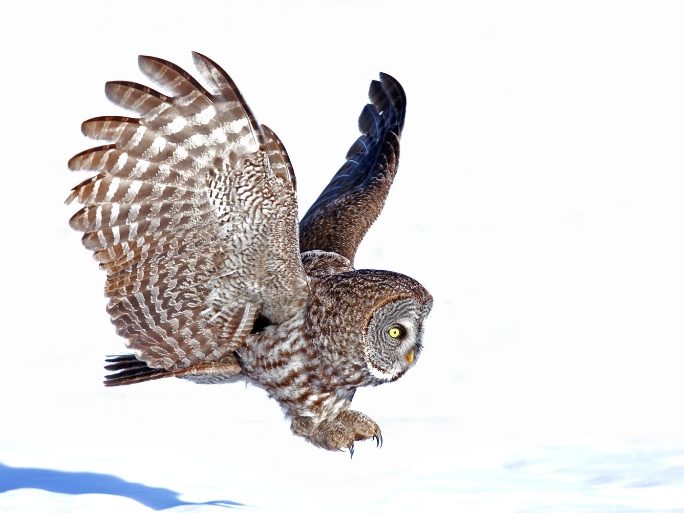 Обои сова, полет, крылья, птица, белый фон, owl, flight, wings, bird, white background разрешение 3000x1968 Загрузить