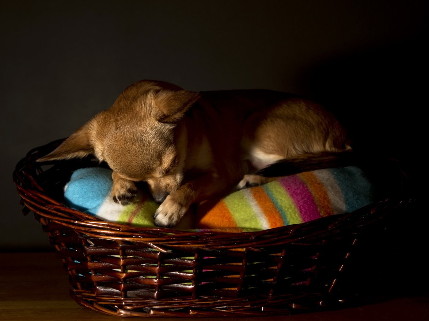 Обои сон, собака, корзина, чихуахуа, sleep, dog, basket, chihuahua разрешение 2560x1600 Загрузить